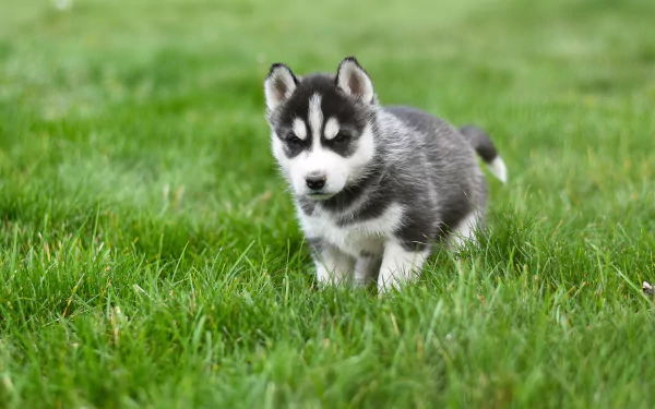 siberian husky puppy baby animal dog Animal husky HD Desktop Wallpaper | Background Image