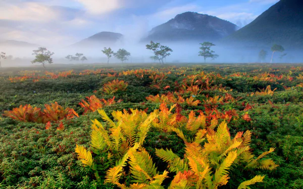 Foggy mountain landscape in Hokkaido, Japan, featuring vibrant fall ferns and scattered trees, captured in high-definition for a serene nature wallpaper.