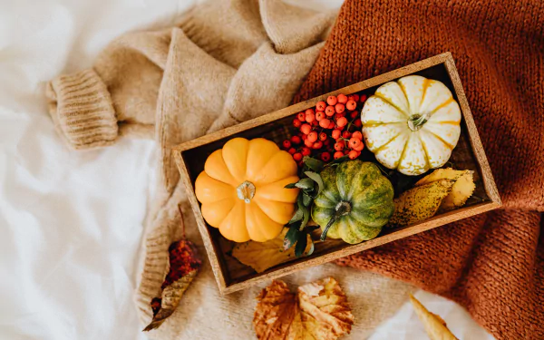 leaf sweater rowan box pumpkin berry photography still life HD Desktop Wallpaper | Background Image