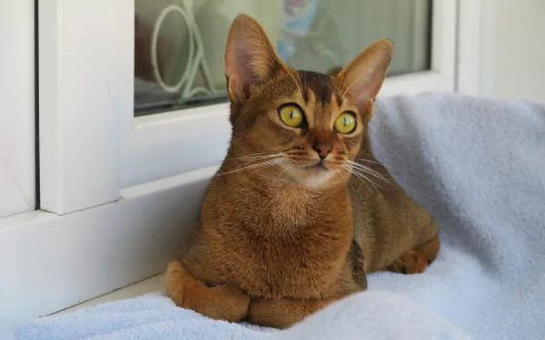 abyssinian cat yellow eyes kitten Animal cat HD Desktop Wallpaper | Background Image