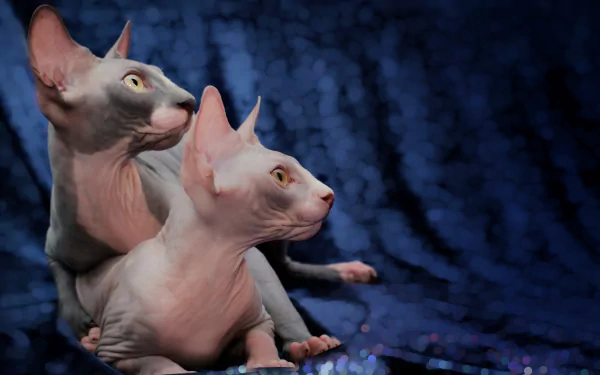 profile cat Animal sphynx cat HD Desktop Wallpaper | Background Image