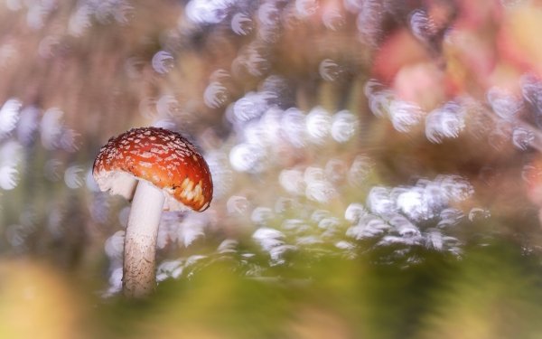 Earth Mushroom Nature Fly Agaric Bokeh HD Wallpaper | Background Image