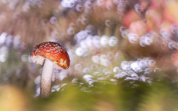 bokeh fly agaric nature mushroom HD Desktop Wallpaper | Background Image
