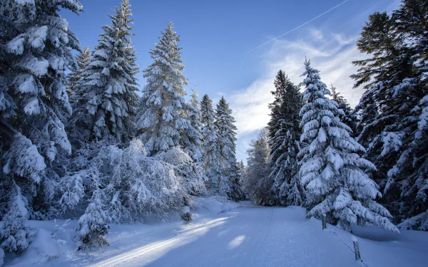 5K Ultra HD PC desktop wallpaper and background: snowy winter forest with snow-laden fir trees and a sunlit path beneath a clear blue sky.