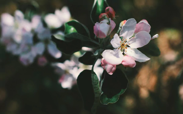apple blossom spring branch flower nature blossom HD Desktop Wallpaper | Background Image