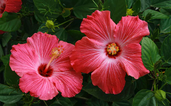 flower nature hibiscus HD Desktop Wallpaper | Background Image