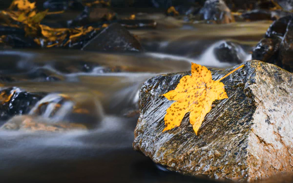maple leaf stream stone water fall nature leaf HD Desktop Wallpaper | Background Image