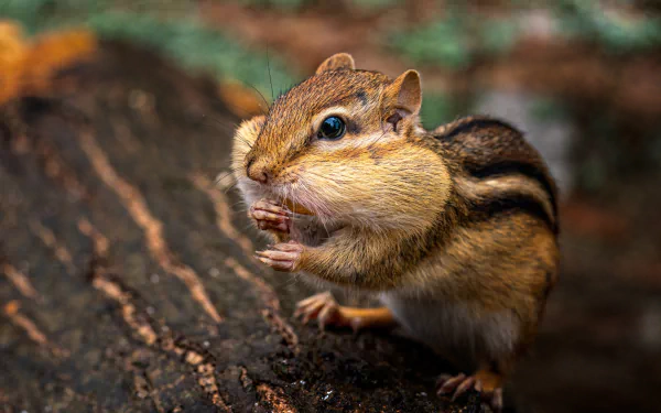 rodent log Animal chipmunk HD Desktop Wallpaper | Background Image