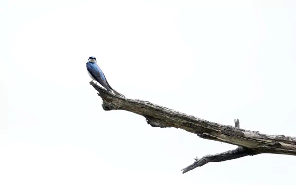 branch bird Animal swallow HD Desktop Wallpaper | Background Image