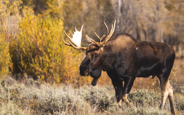 Animal moose HD Desktop Wallpaper | Background Image