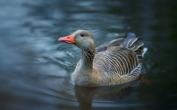 Animal Goose Birds Geese Water Bird HD Wallpaper | Background Image