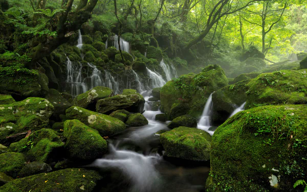 greenery nature stream HD Desktop Wallpaper | Background Image