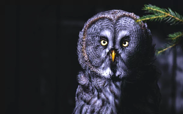 tawny owl bird Animal owl HD Desktop Wallpaper | Background Image