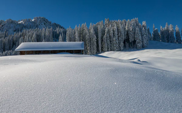 spruce sky forest roof winter man made barn HD Desktop Wallpaper | Background Image