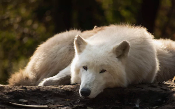 5K Ultra HD desktop wallpaper: a resting white Arctic wolf lying on a log, soft fur and attentive eyes against a blurred forest background.