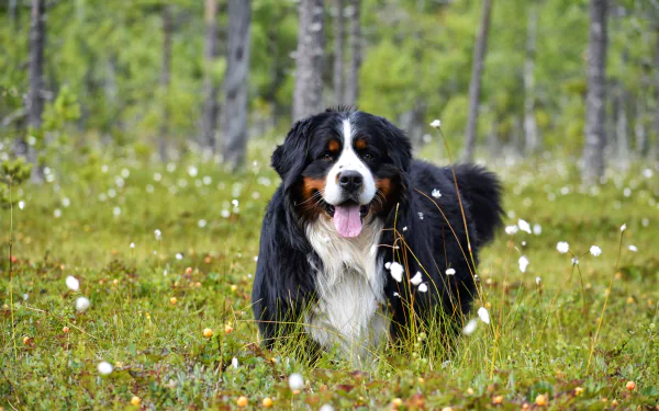 dog Animal bernese mountain dog HD Desktop Wallpaper | Background Image