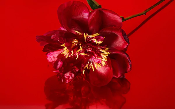 petal macro nature peony HD Desktop Wallpaper | Background Image