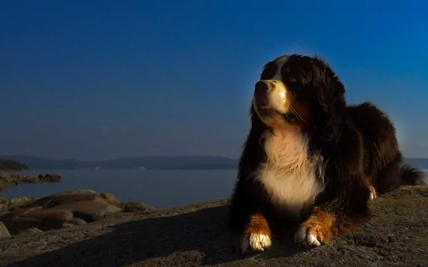 Animal bernese mountain dog HD Desktop Wallpaper | Background Image