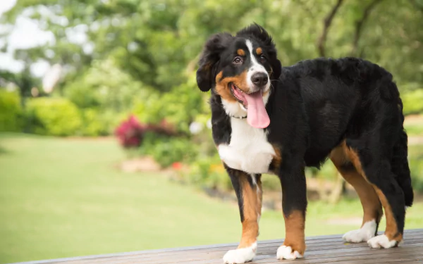 Animal bernese mountain dog HD Desktop Wallpaper | Background Image