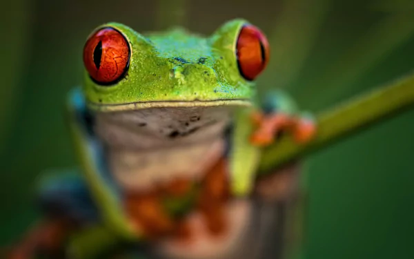 amphibian Animal frog HD Desktop Wallpaper | Background Image