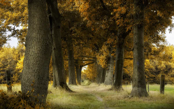 path trunk nature fall HD Desktop Wallpaper | Background Image