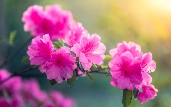 Earth Azalea Flowers Branch Pink Flower HD Wallpaper | Background Image