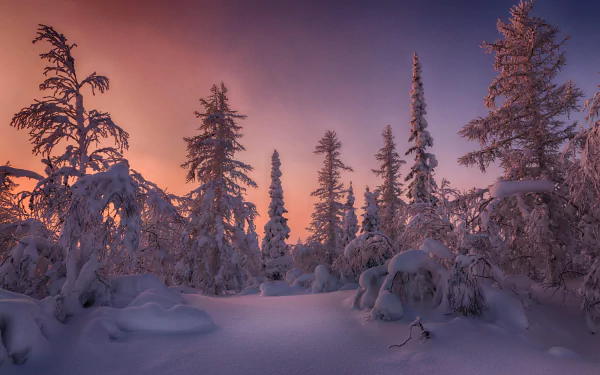 HD PC desktop wallpaper: snow-covered spruce forest at winter sunset, pink-purple sky casting a warm glow over frosted trees.