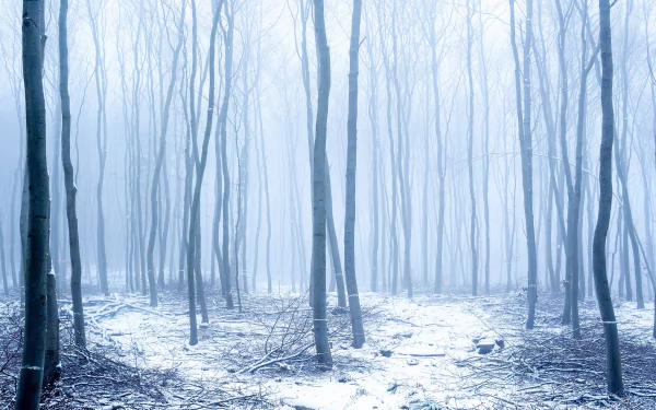 4K Ultra HD PC desktop wallpaper/background — winter forest of bare trunks, pale fog weaving through trees and patchy snow blanketing the forest floor, a quiet nature scene.