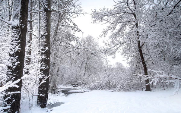 trunk nature forest winter HD Desktop Wallpaper | Background Image