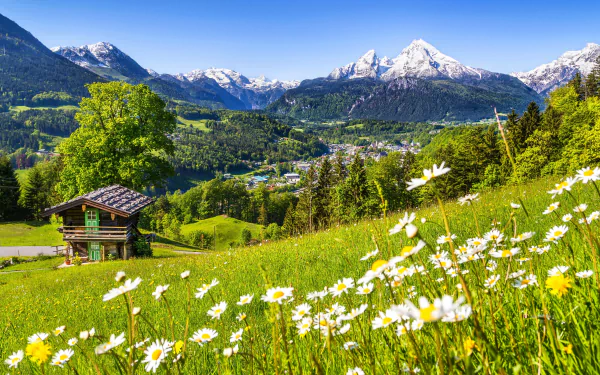 A vibrant 4K Ultra HD landscape of chamomile flowers blooming on a green hillside with a rustic cabin and snow-capped mountains under a clear blue sky.