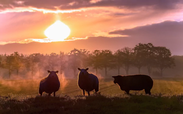 Three silhouetted sheep on a misty pasture at sunset with a glowing sun and warm orange sky — 4K Ultra HD PC desktop wallpaper.