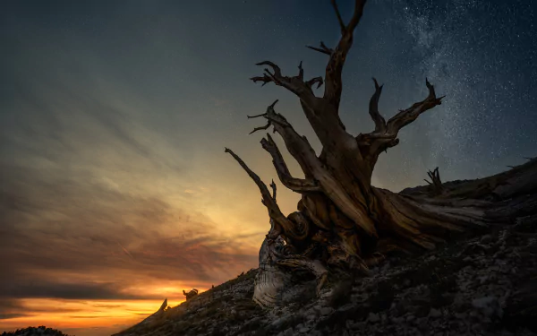 HD desktop wallpaper of a twisted tree silhouetted against a vibrant sunset and starry night sky, showcasing the beauty of nature at dusk.