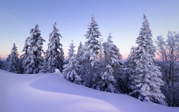 Earth Winter Snow Switzerland Spruce HD Wallpaper | Background Image