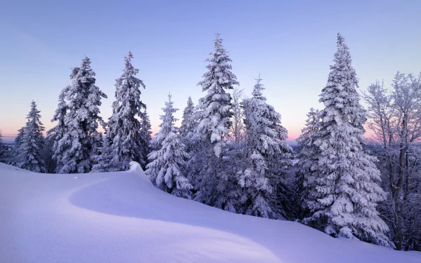 5K Ultra HD desktop wallpaper: snow-covered spruce trees in a Swiss winter landscape at dawn, soft pink and blue sky over pristine snow.