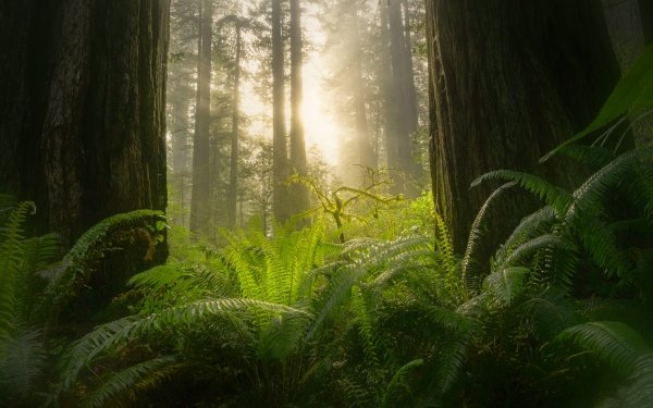 Earth Fern Forest Sunbeam Sequoia Greenery HD Wallpaper | Background Image