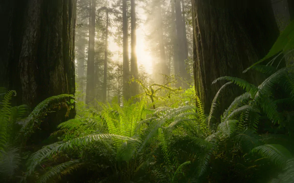 Sunbeams pierce through towering sequoias, illuminating lush ferns and dense greenery in a serene forest, captured in 4K Ultra HD.