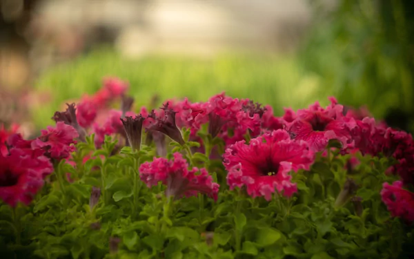 pink flower blur nature petunia HD Desktop Wallpaper | Background Image