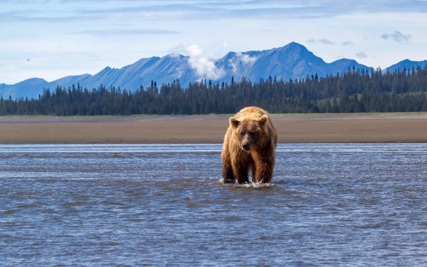 Animal Bear Bears Alaska HD Wallpaper | Background Image