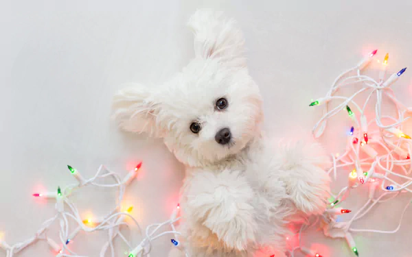 puppy christmas lights baby animal dog Animal west highland white terrier HD Desktop Wallpaper | Background Image