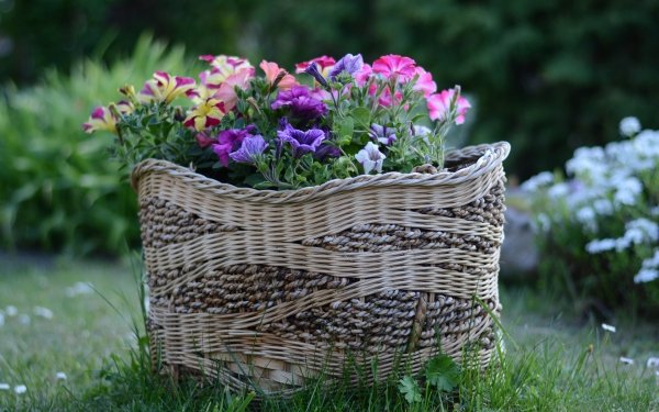 Nature Petunia Flowers Basket Garden Flower HD Wallpaper | Background Image