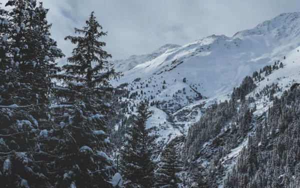 mountain spruce nature snow winter Snowy Mountain HD Desktop Wallpaper | Background Image