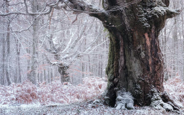 trunk nature winter tree HD Desktop Wallpaper | Background Image