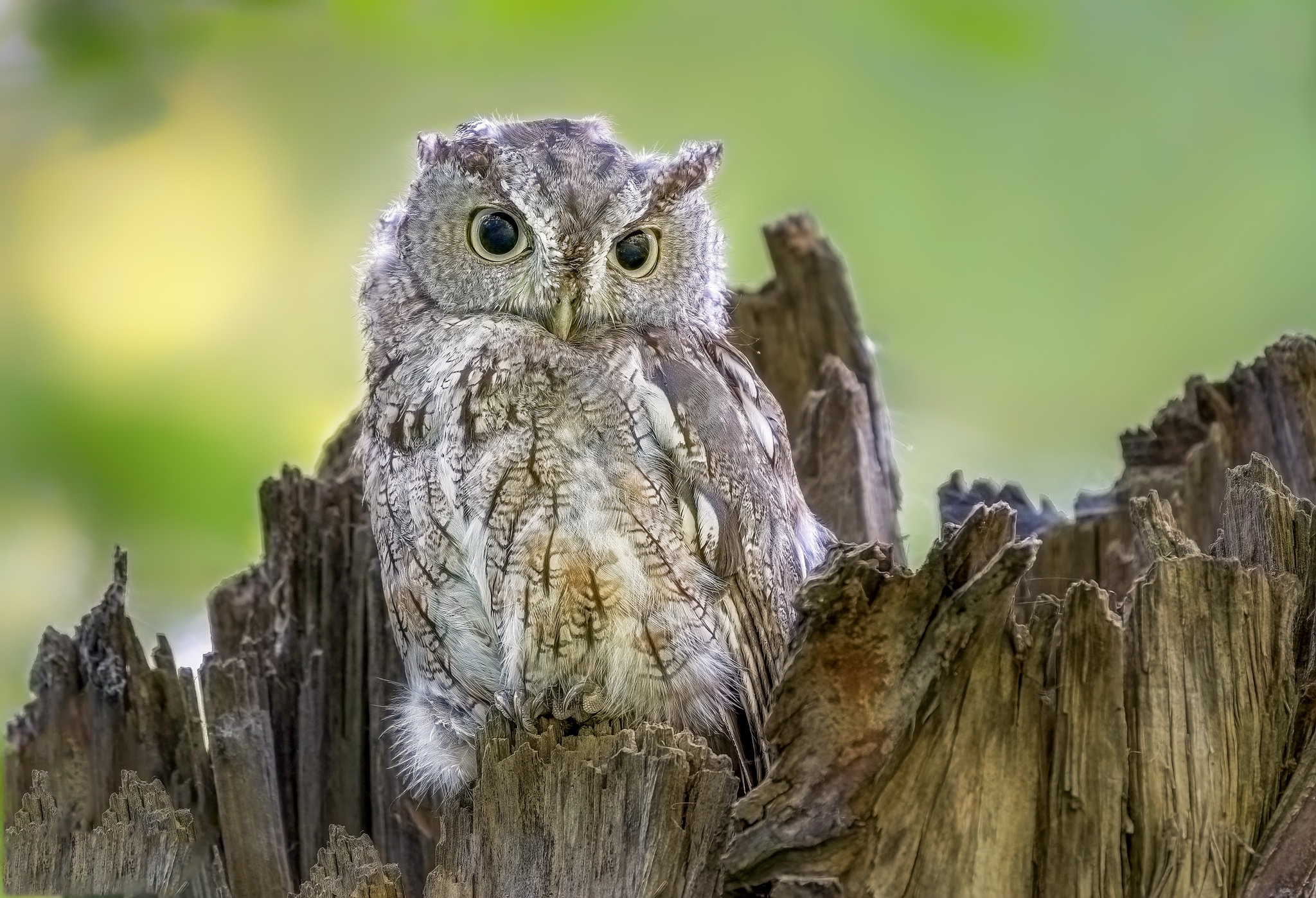 Owl HD Wallpaper | Background Image | 2048x1398