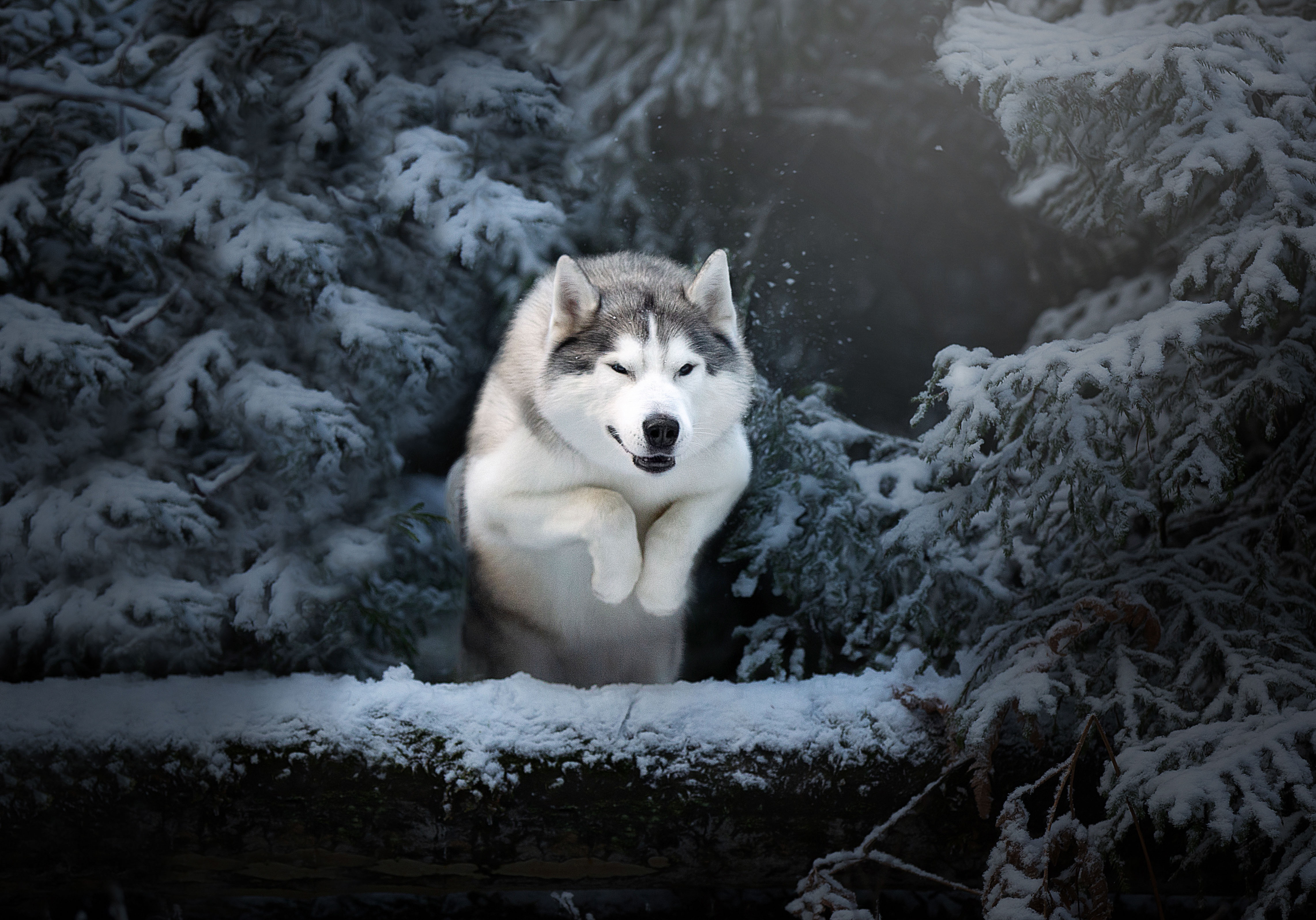 Siberian Husky In Snow Images – Browse 45,422 Stock Photos, Vectors, and  Video | Adobe Stock