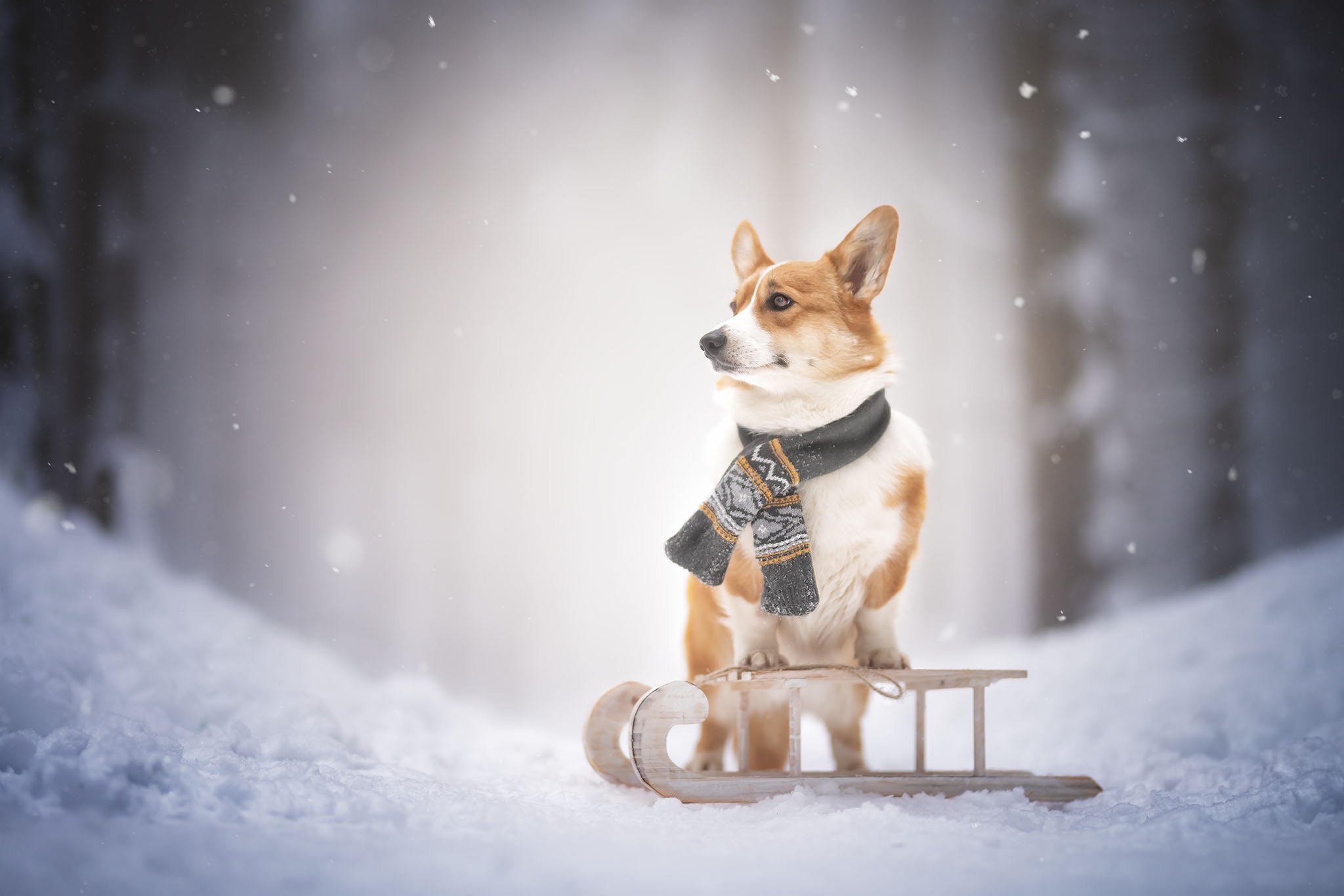 Corgi 2024 dog sled