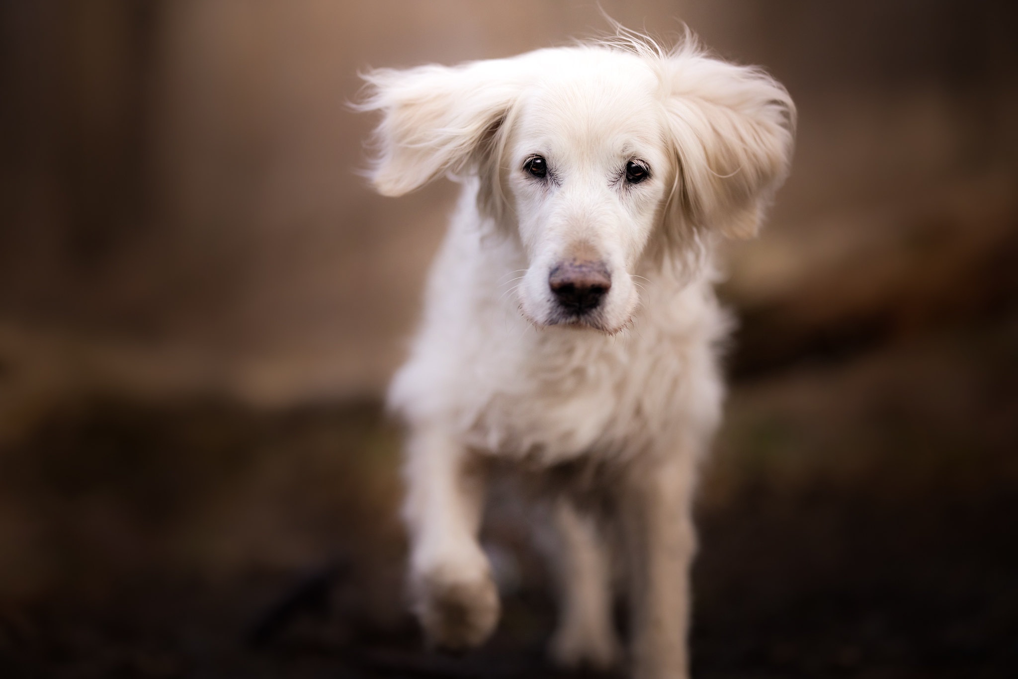 Labrador Retriever HD Wallpaper | Background Image | 2048x1366 | ID