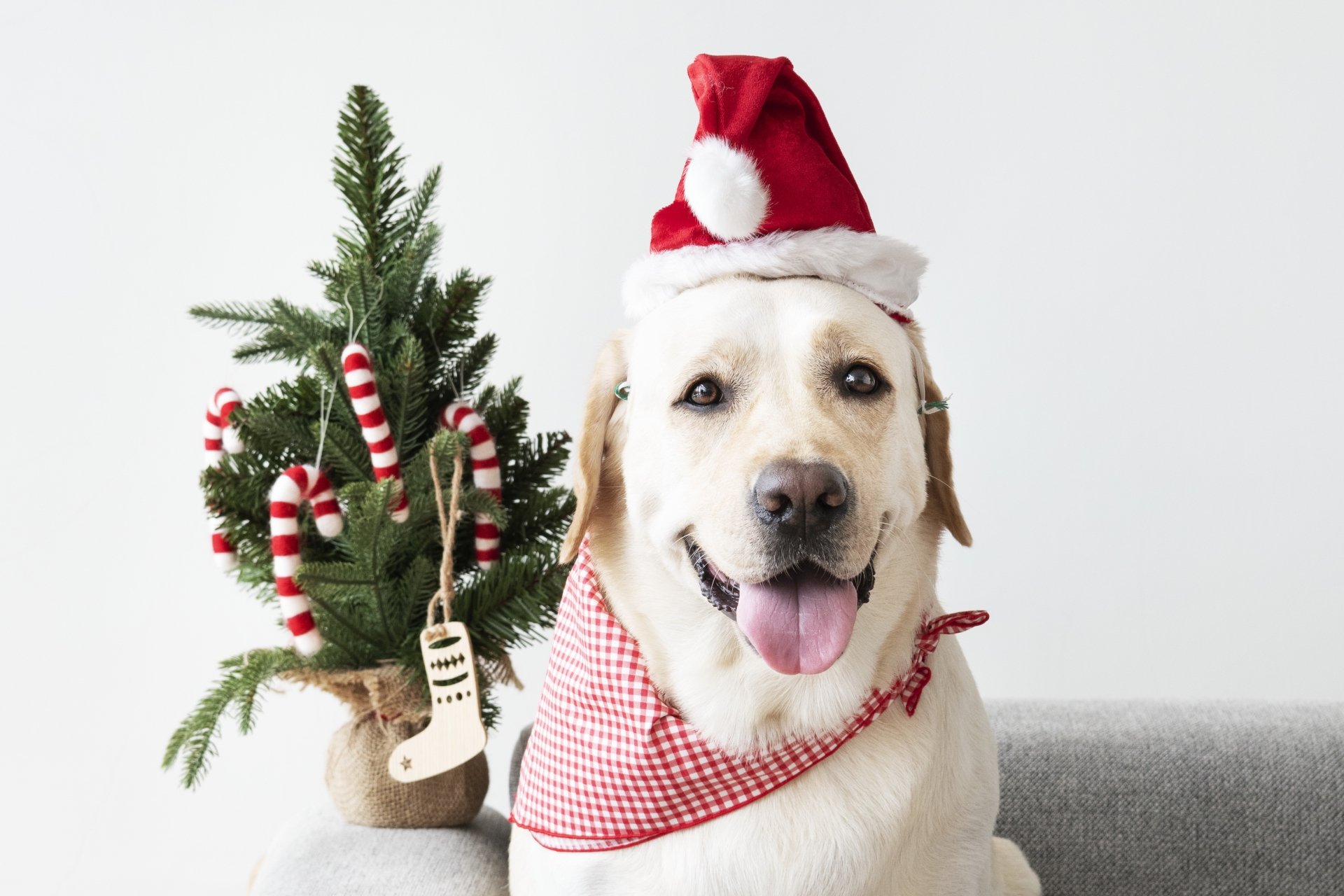 4K Ultra HD PC wallpaper: Labrador Retriever dog (animal) wearing a Santa hat and red bandana, sitting beside a small decorated Christmas tree.