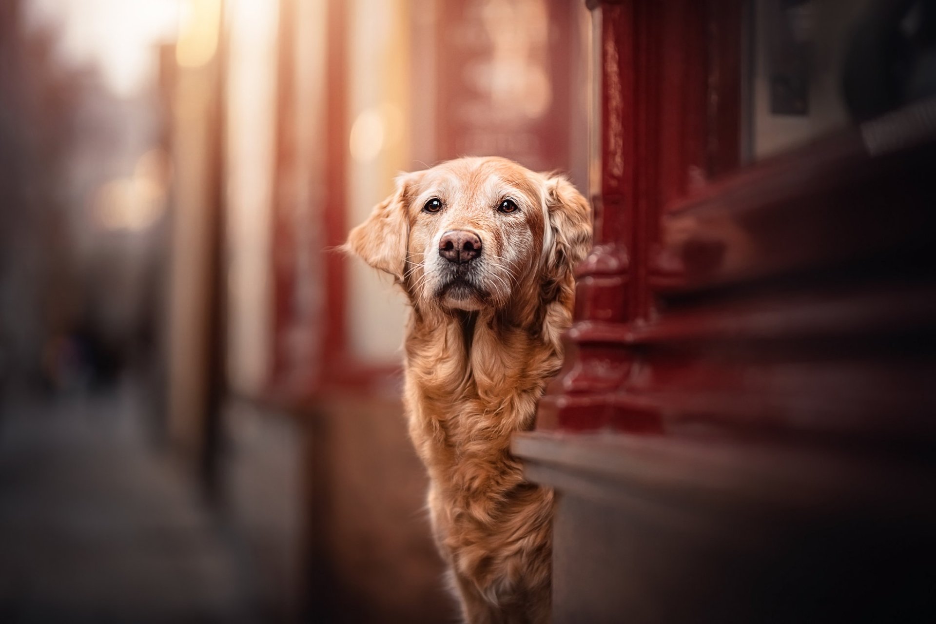 Download Depth Of Field Dog Animal Golden Retriever HD Wallpaper