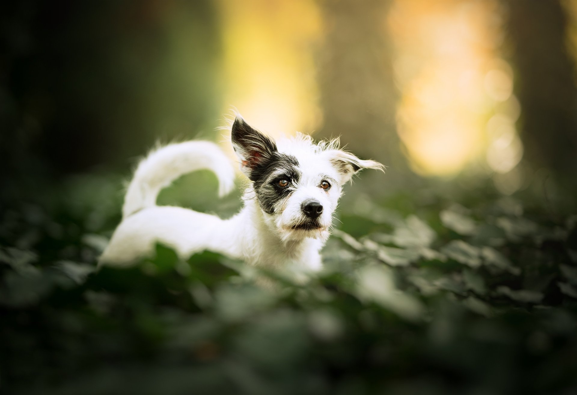 Download Animal Dog HD Wallpaper | 2048x1403 | Wallpaper Abyss