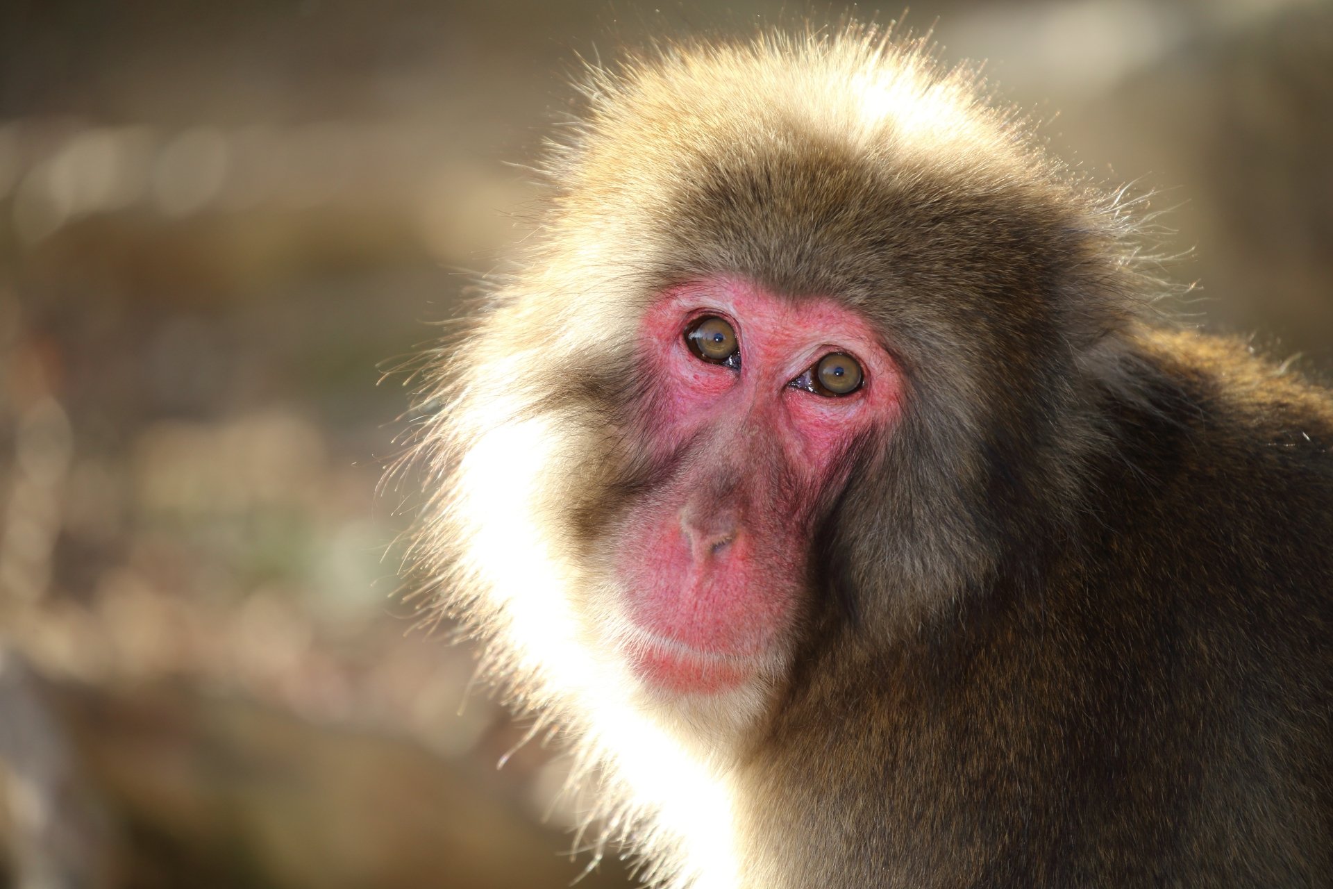 Download Primate Monkey Animal Japanese Macaque Snow Monkey 4k Ultra Hd 